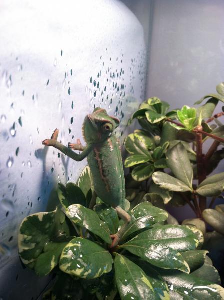 daniels chameleon1