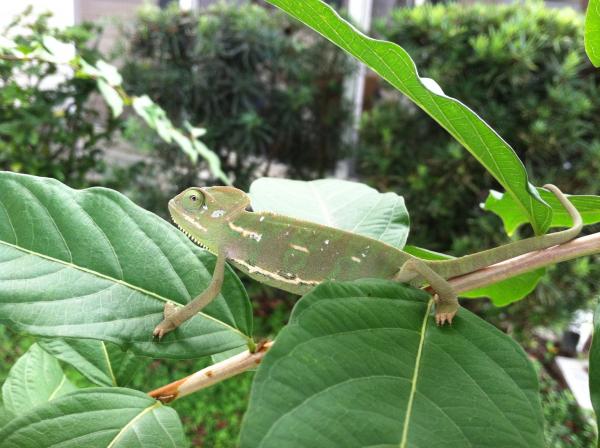 daniels chameleon3