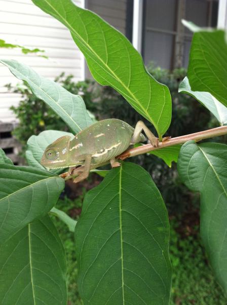 daniels chameleon4