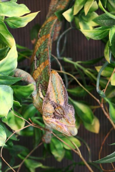 Dante - Chamaeleo Calyptratus