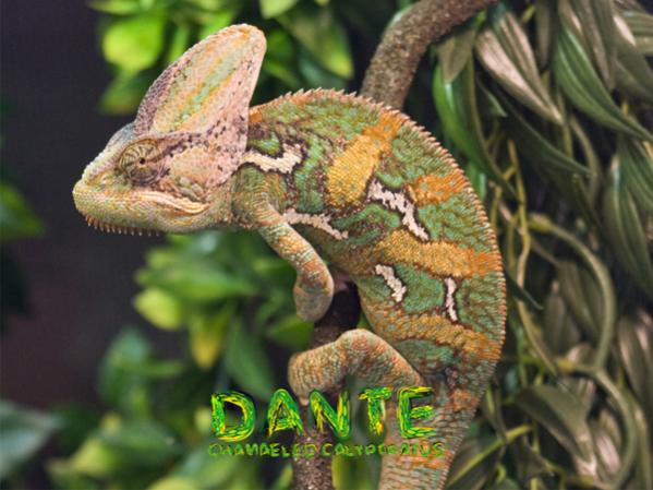 Dante - Chamaeleo Calyptratus