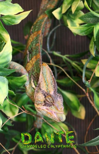 Dante - Chamaeleo Calyptratus