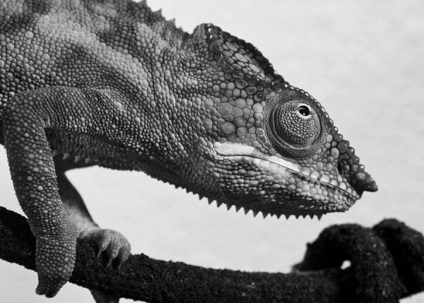 Darwin