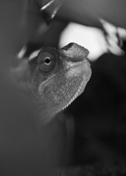 Darwin
