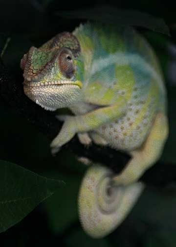 darwins sleeping colors 10-12-11