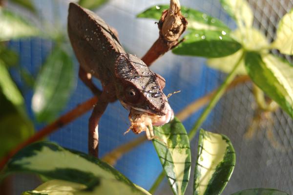 Dave in her outside cage having some sun anda snack!