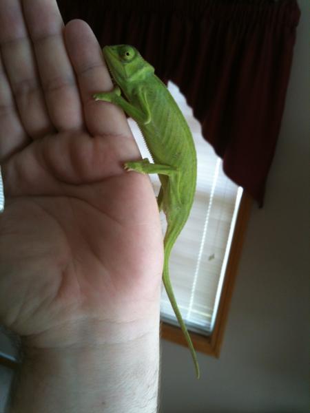 Day 1 and already climbing on my hand.
