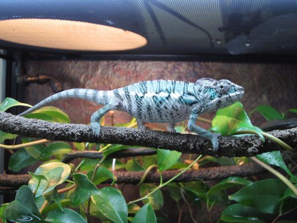day 1 exploring his new home. 
Sire: Bonaroo from Chameleon Company