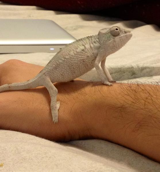 Day 1 - I called him Yoshi, and he sat like a little dog :)