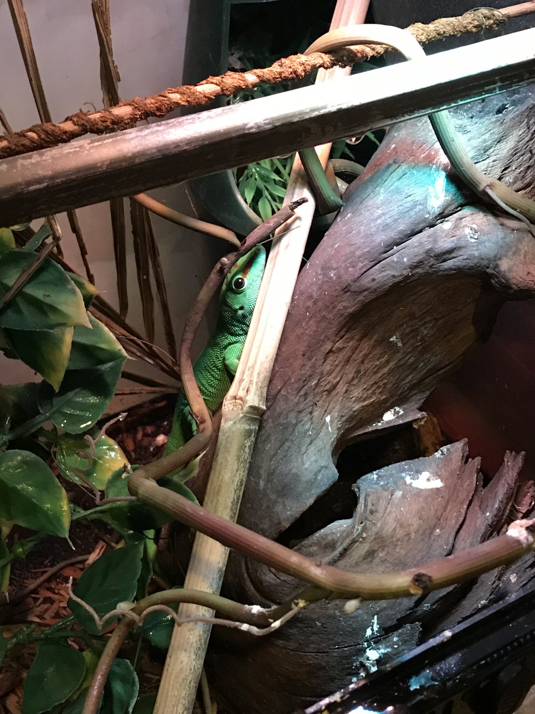 Day gecko