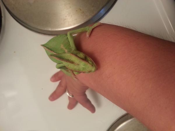 day one recovery after vet visit. July 31