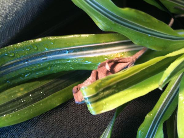 decided to grab the dracena after crawling on the ceiling, trying to act like we didnt see him fall