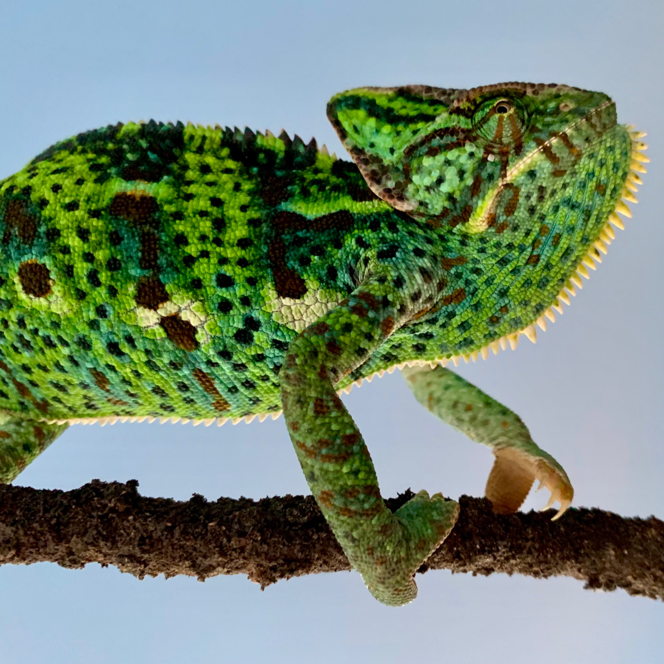 Deepest Green