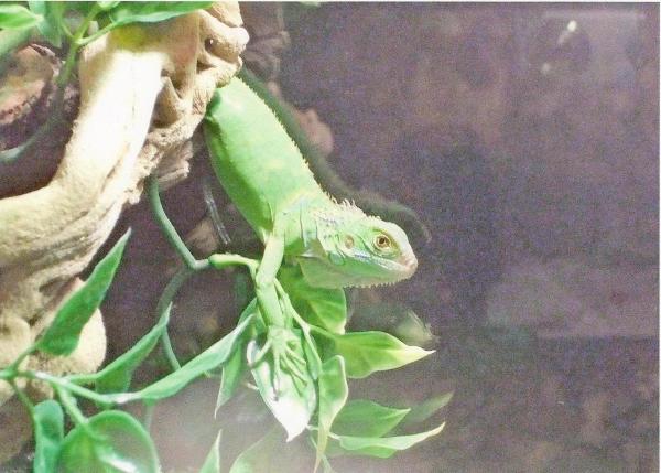 Delana hangin' out to and trying get to her favorite treat.   Mmmm...collard greens.