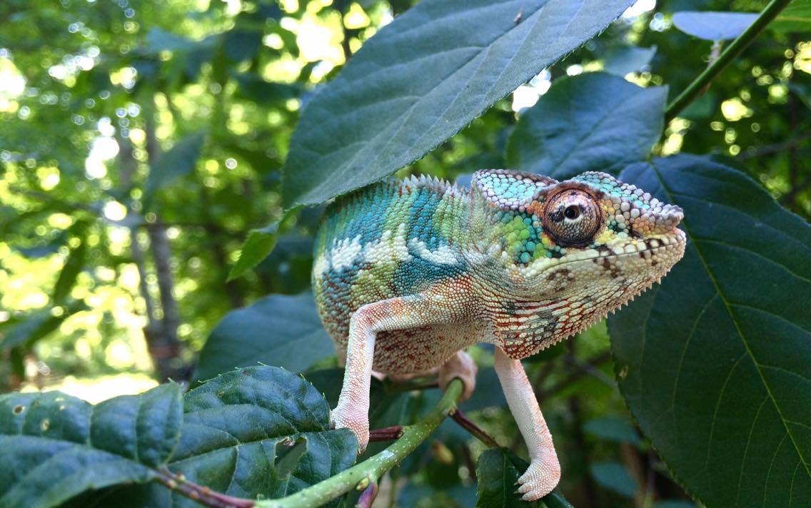 Delmonte's second time outside