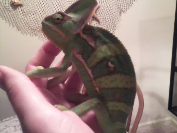 Developing colors