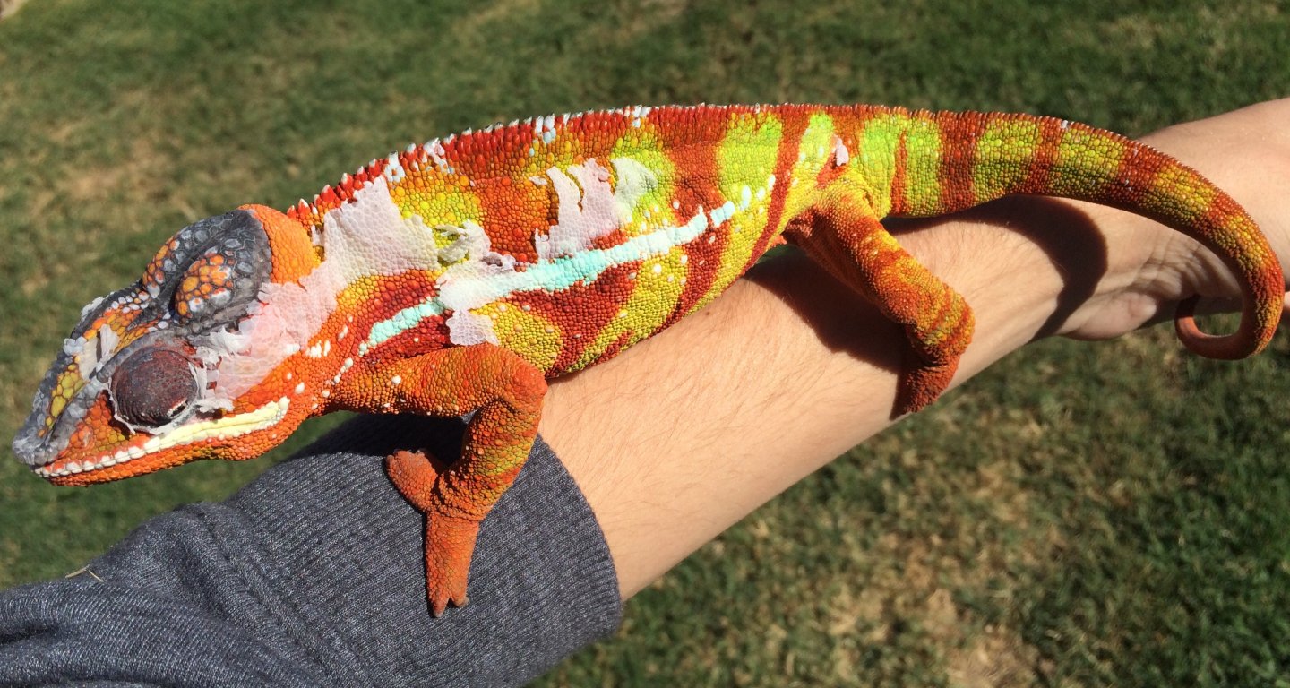 Dexter