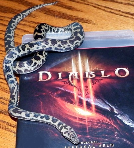 Diablo