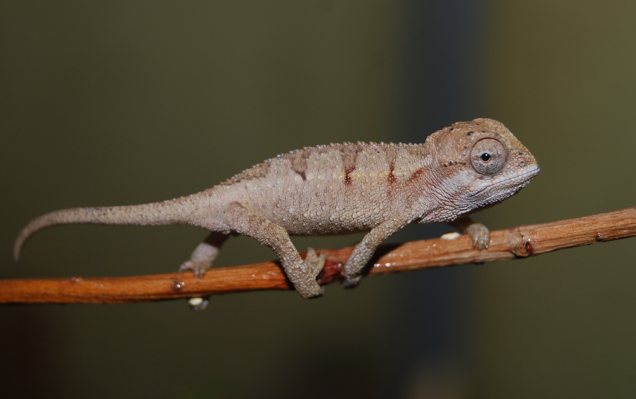 ''did You Get My Pinheads?''