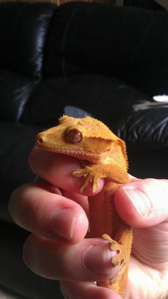 Diego