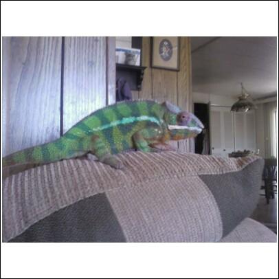 Different side of Mango