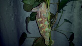 Dinero sleep