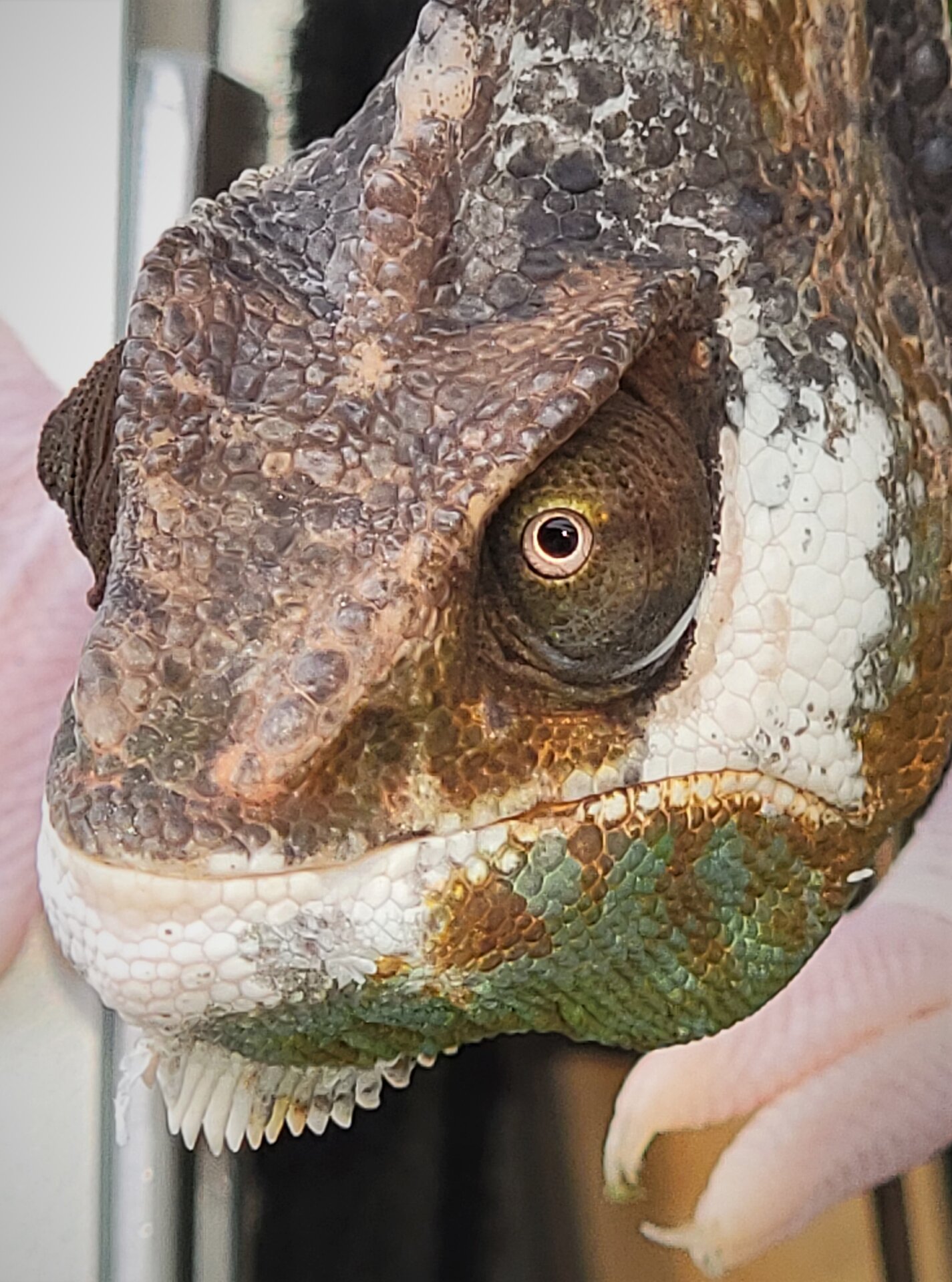 Dino, the white bearded dragon