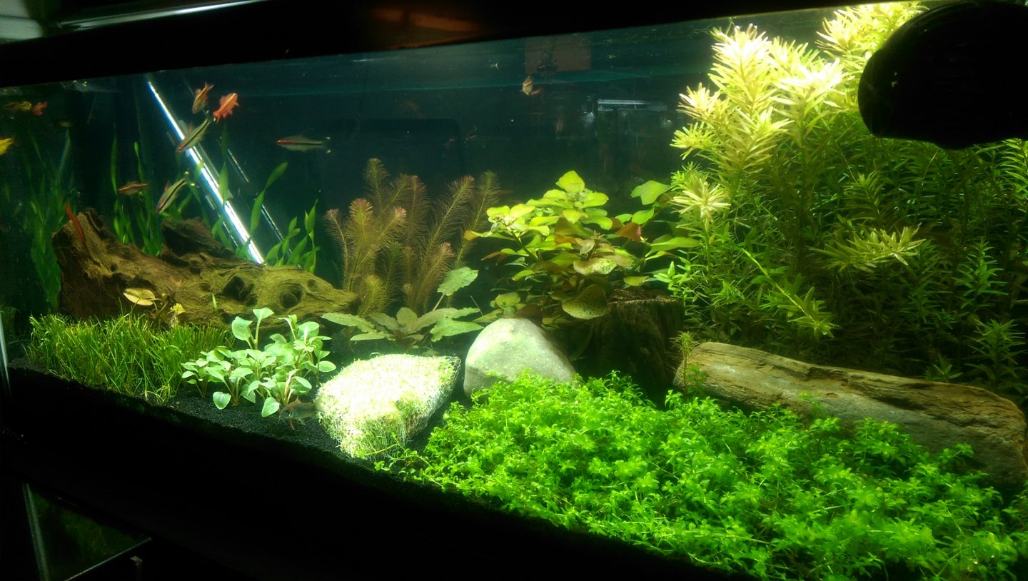Dirted Tank