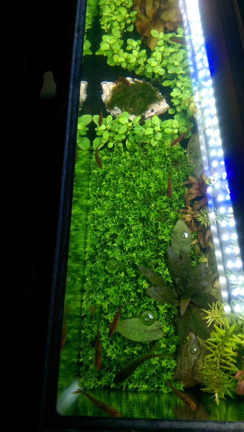 Dirted Tank