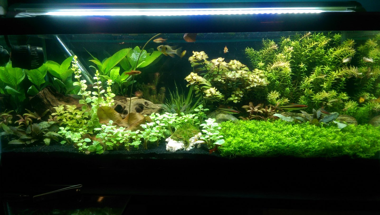 Dirted Tank