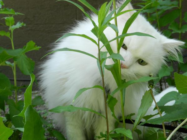 Dis plant gonna get eaten!