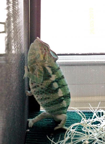 discovering the bottom of the cage