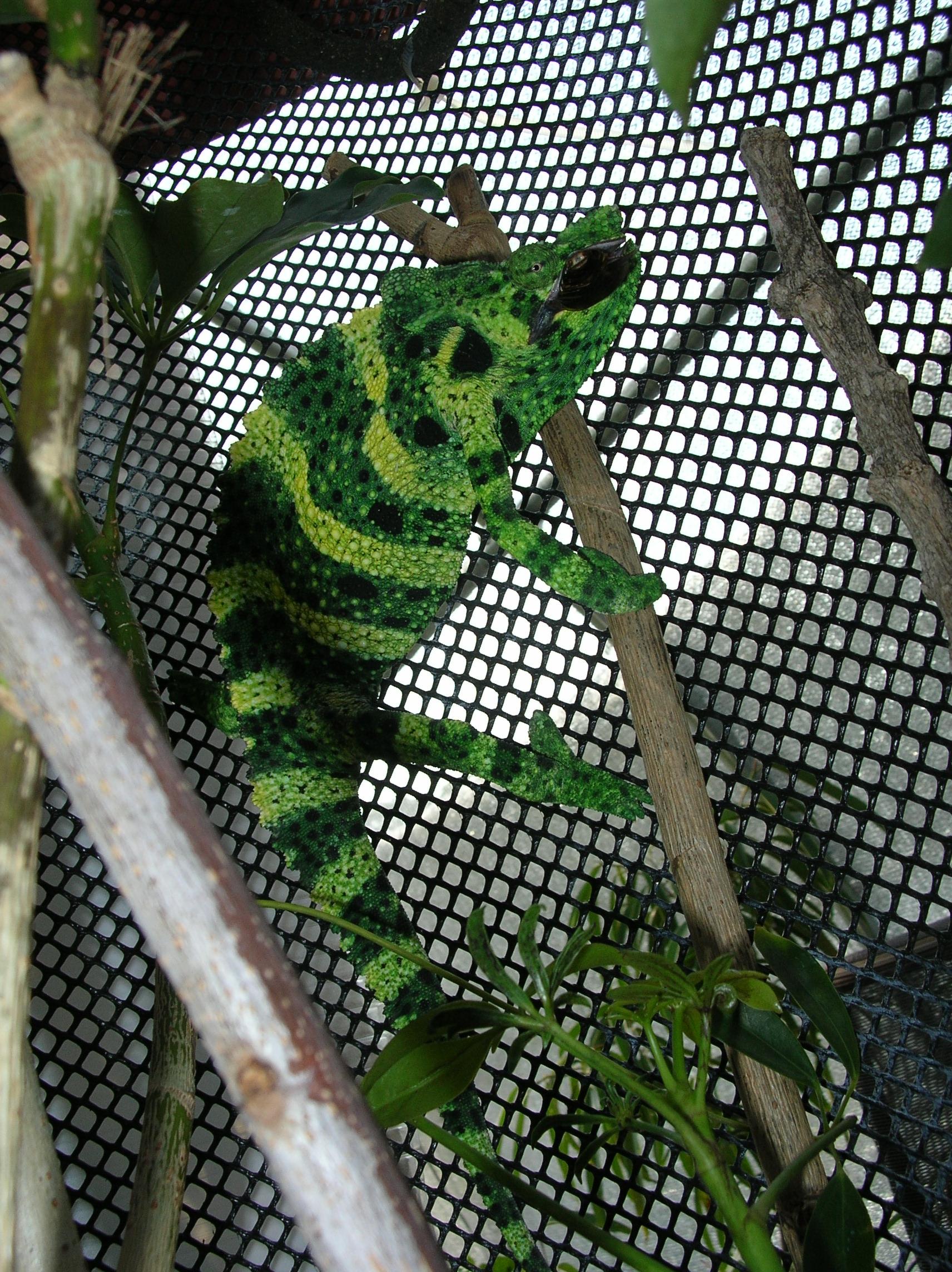 Divi from Truly Nolen.