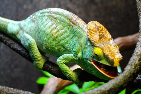 Django crunching a dubia