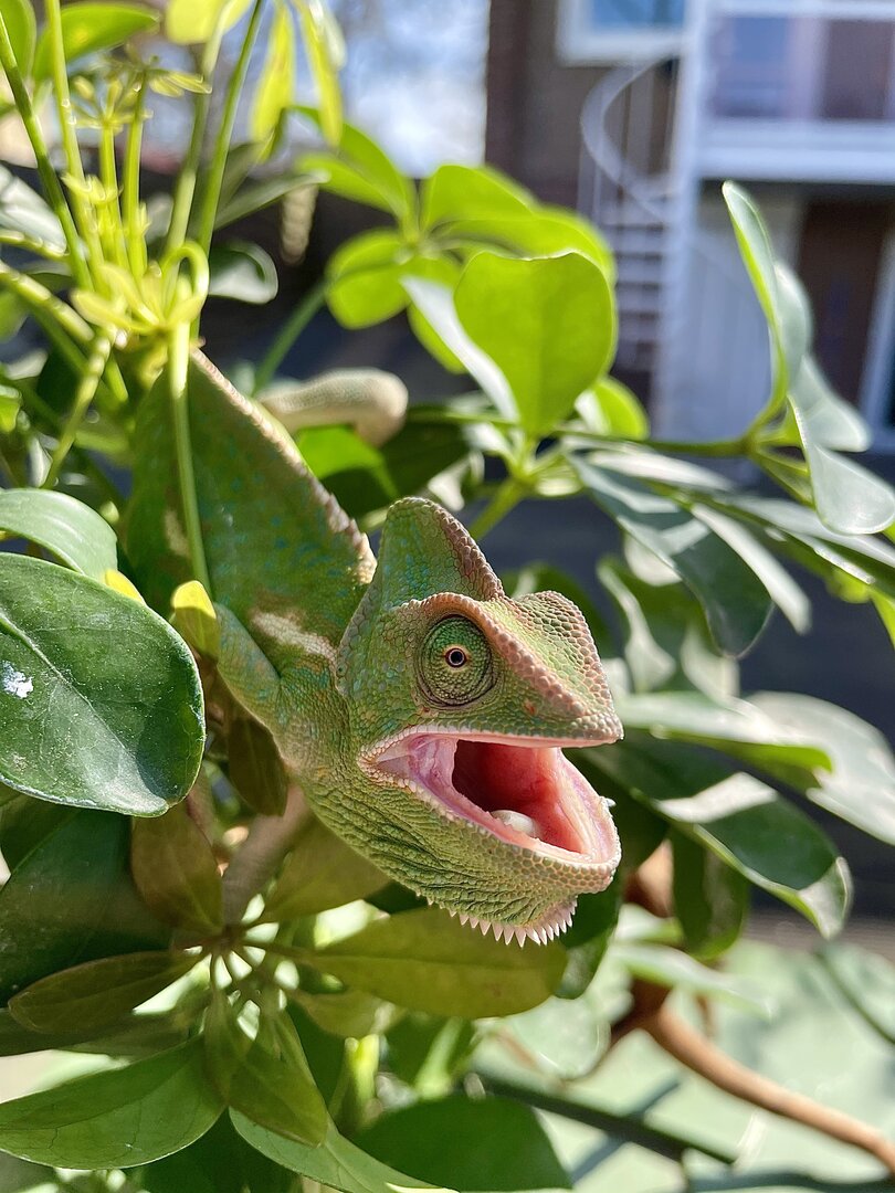 Do you like me, Bella?