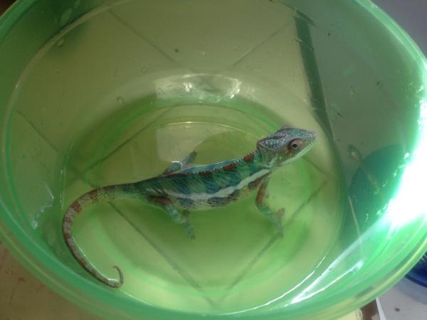 *DO YOU MIND?!?*
Sniper at 5 months and about 28 grams