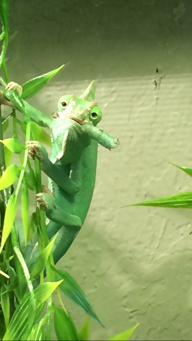 Does this hornworm make me look fat?