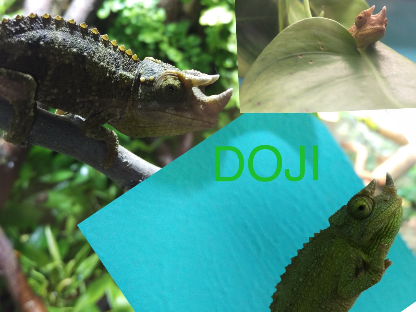 Doji