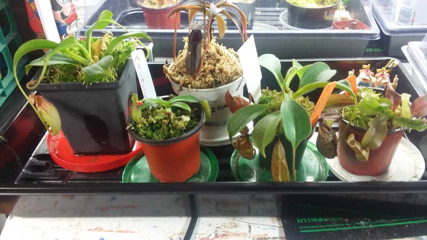 dome full of nepenthes