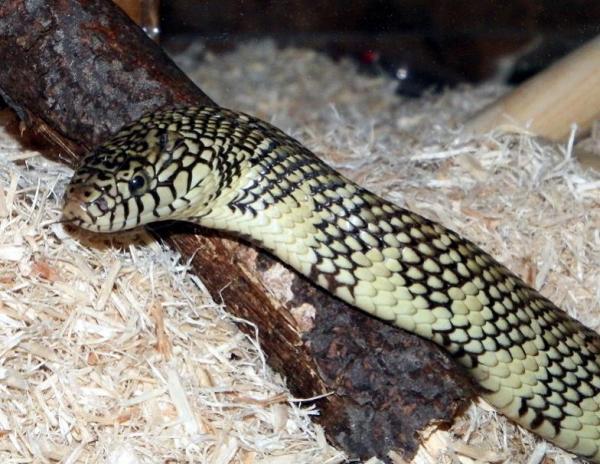 Domino my Florida Brooks King Snake