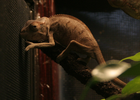 Dona - The Youngest Of Both Females.