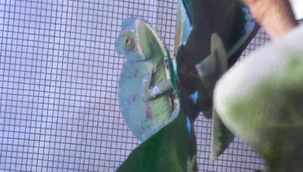 Donnie just relaxing before running for cover.