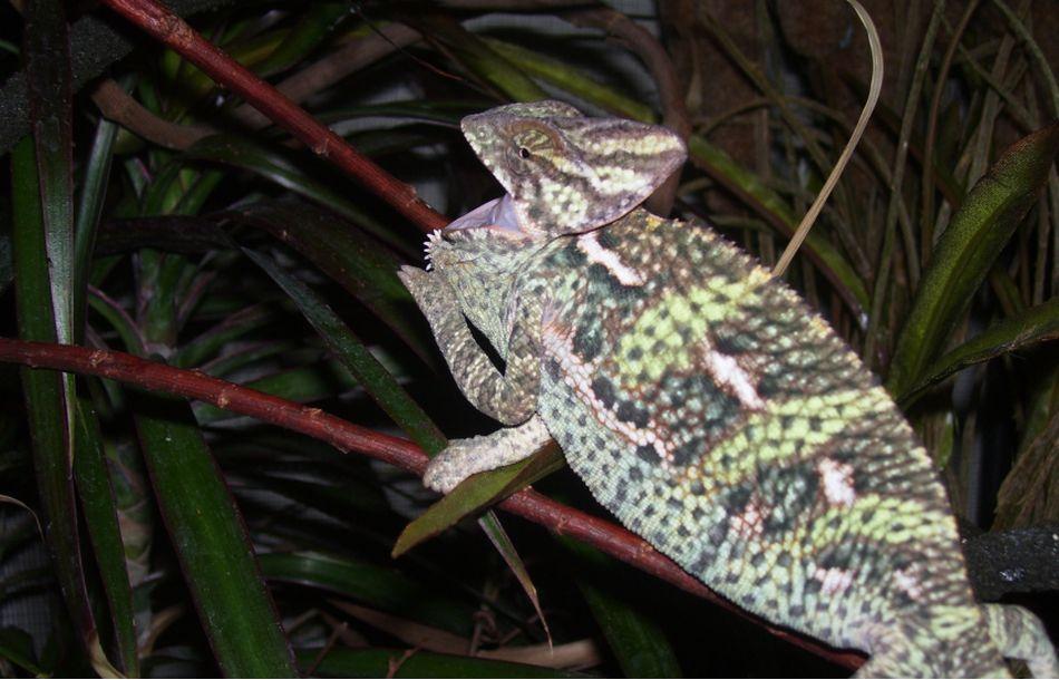 Don't Wake The Beast!