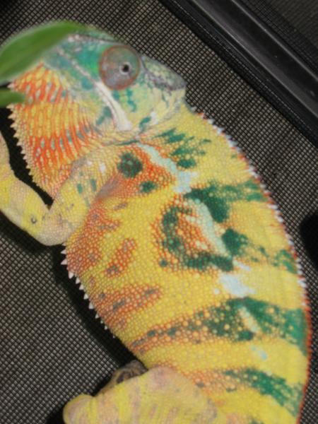 Doodlebug get his groove on.
