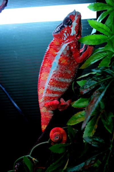 Draco all fired up. The day 'after' the female was here.