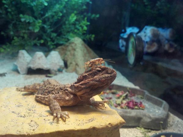 Draco - Pogona Henrylawsonii and cricket hat.