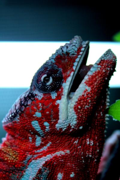 Draco trying to tell me something?