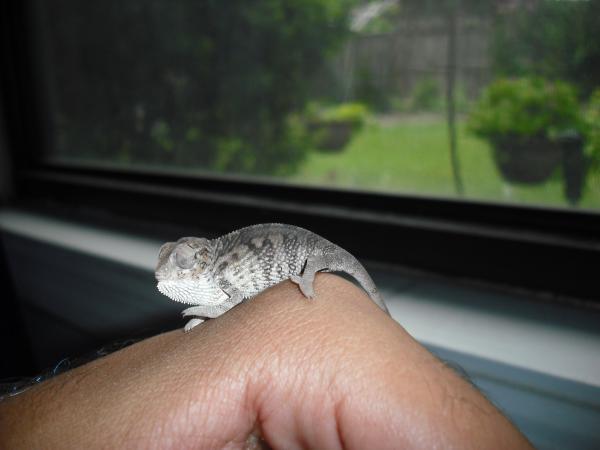 Draco.
