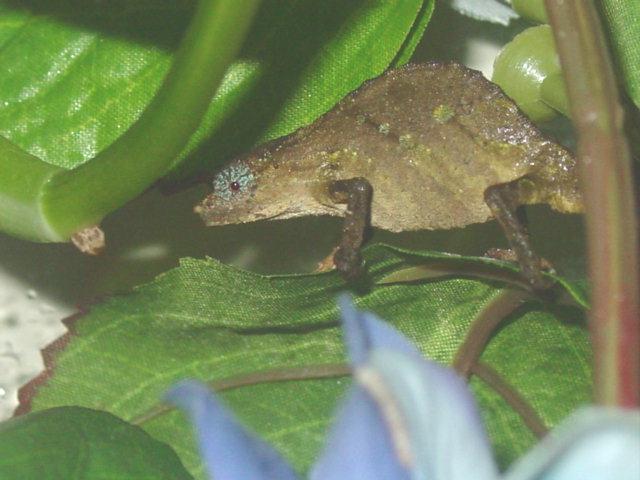 DragonDavyMaleRhampholeonRhinodigitumnchisiensis