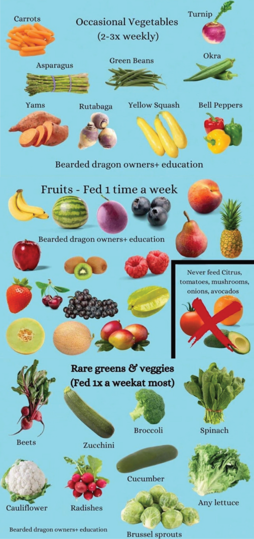 dragonveggies-02.png